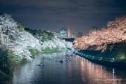 Cherry blossoms illuminated along both sides of the moat