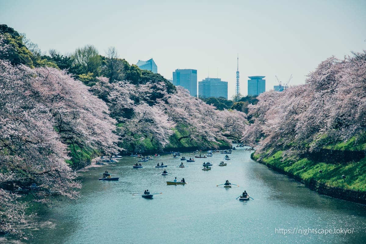 千鸟之渊绿道 千代田樱花节的景象