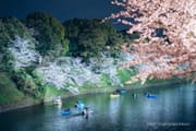 People enjoying illuminated night cherry blossoms from boats