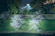 Night cherry blossom illumination