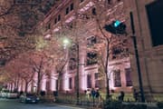 Edo Sakura Street Cherry Blossoms (SAKURA FES NIHONBASHI 2025) night view Image 2