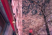 Edo Sakura Street Cherry Blossoms (SAKURA FES NIHONBASHI 2025) night view Image 4