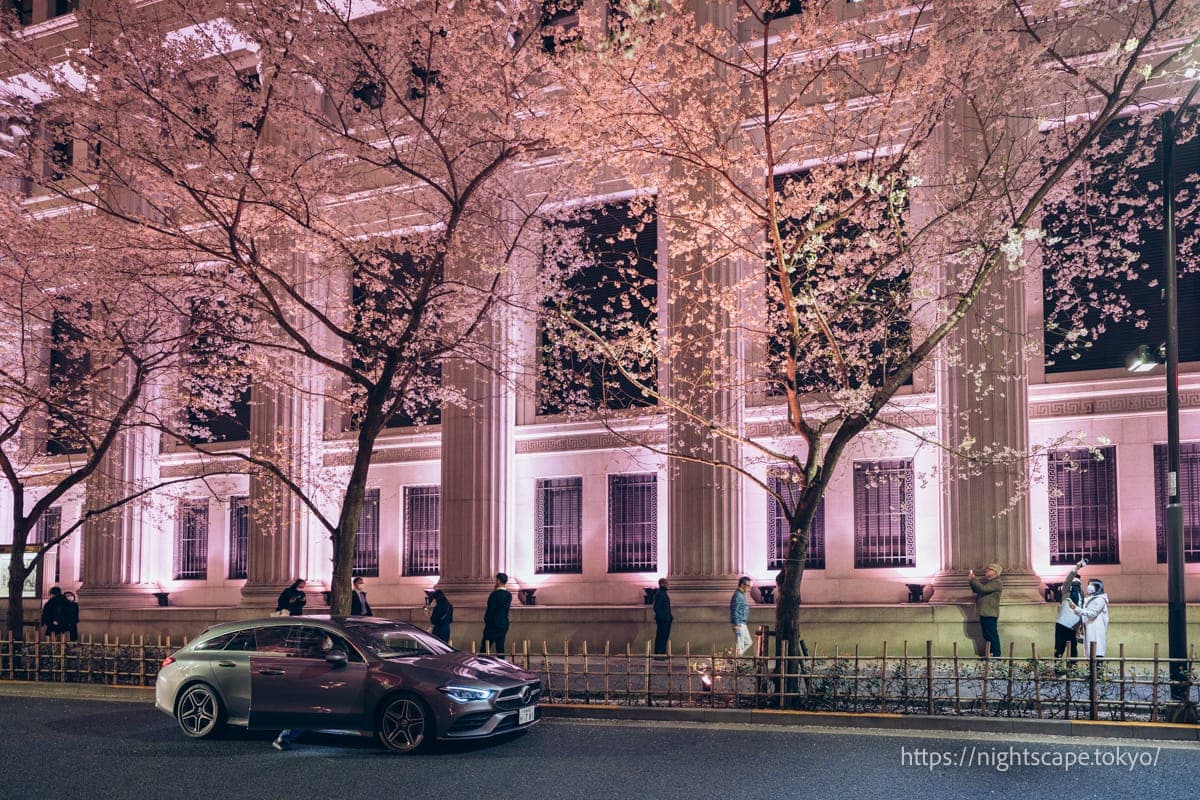 江戶櫻花大道的櫻花 (SAKURA FES NIHONBASHI 2025)夜景