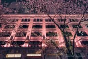 Edo Sakura Street Cherry Blossoms (SAKURA FES NIHONBASHI 2025) night view Image 3