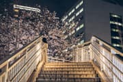 Night cherry blossoms visible beyond the crosswalk