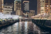 Night cherry blossoms with high-rise buildings