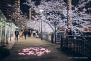 Night cherry blossom illumination at Gotanda Fureai Waterside Park