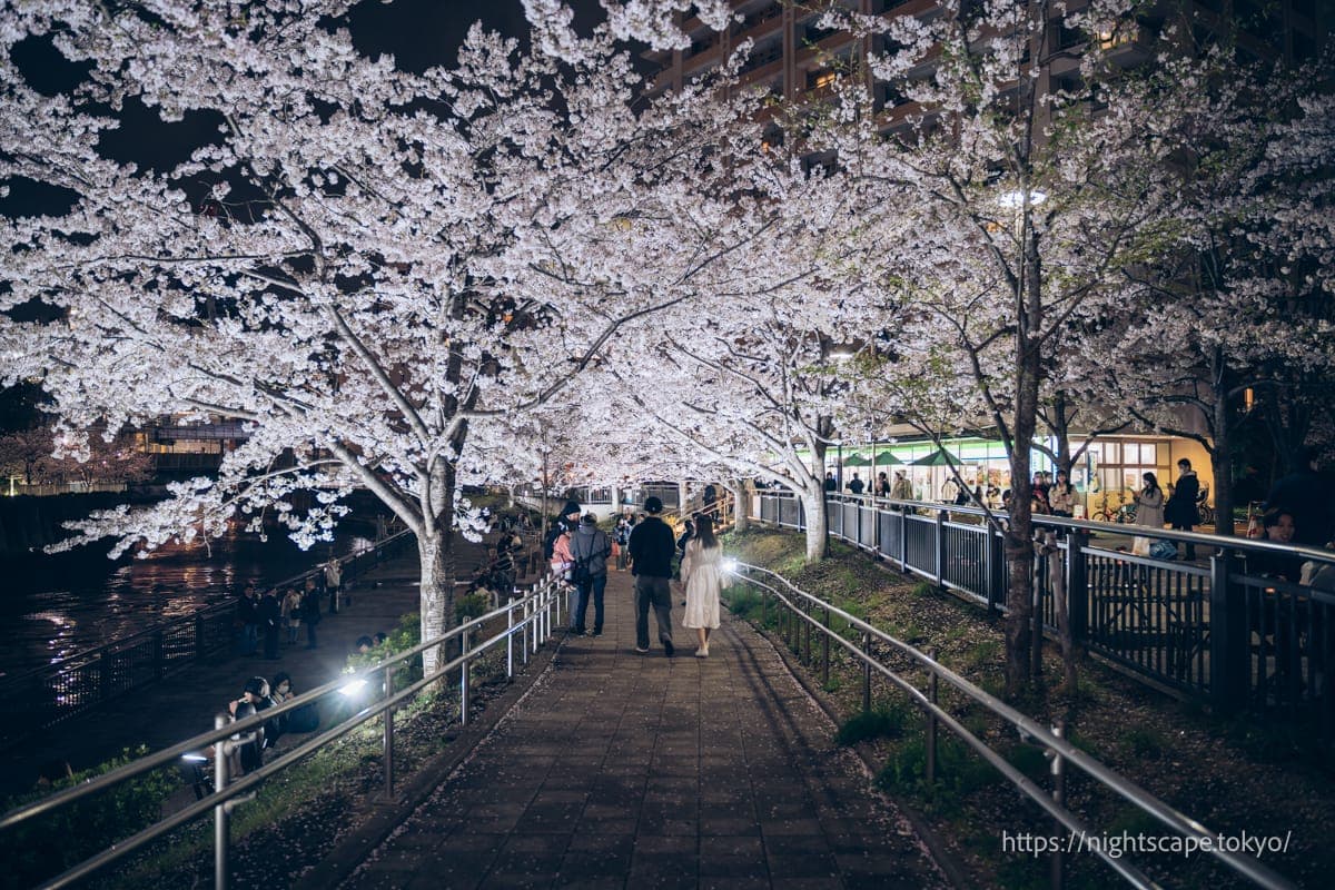 五反田亲水广场举办的夜樱灯饰活动现场