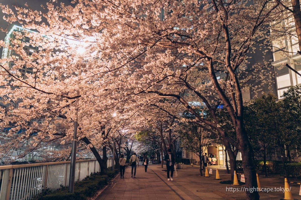 樱花盛开的区立五反田亲水广场