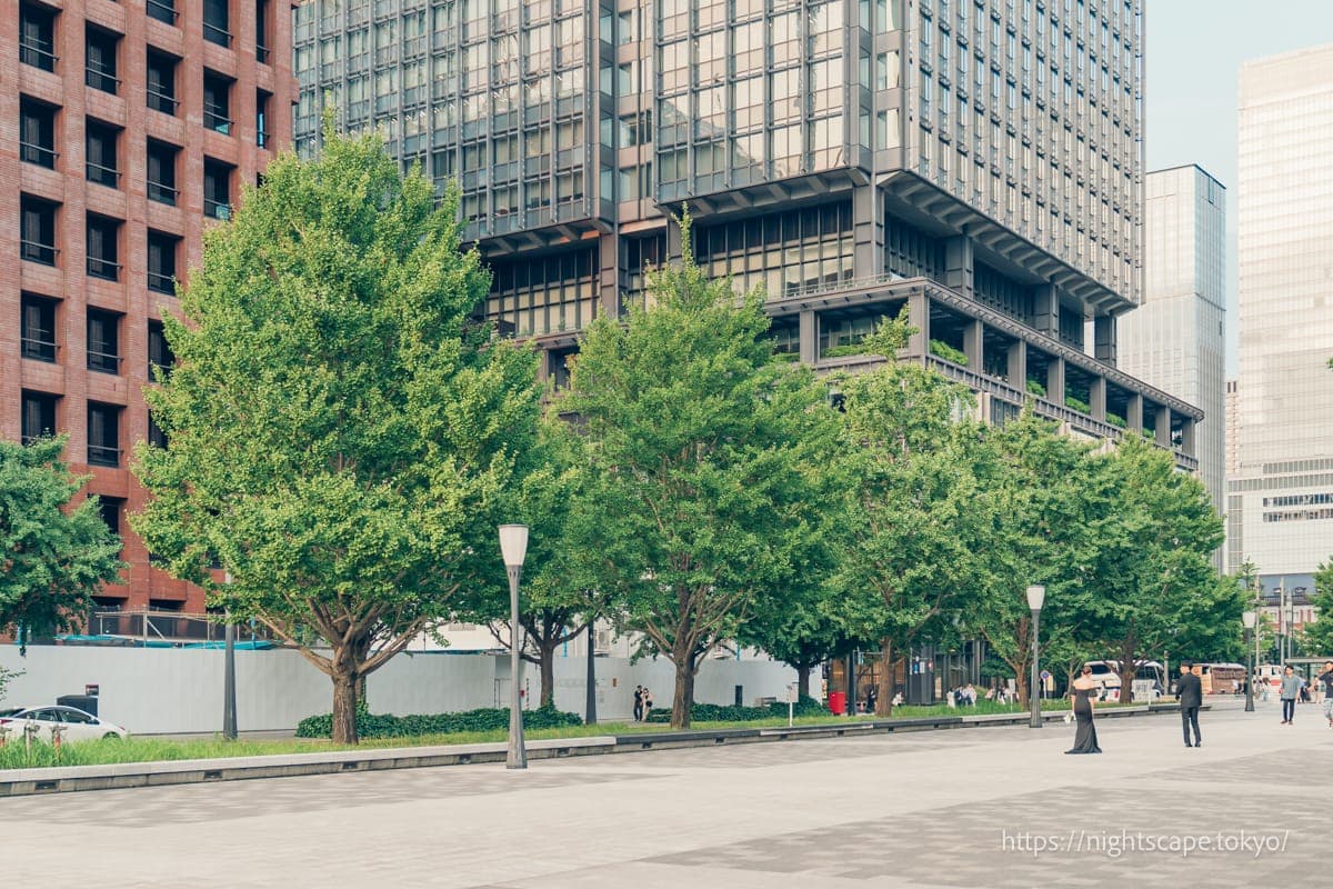 行幸通种植的银杏树