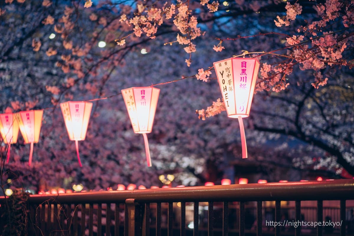 中目黑樱花节的纸灯笼