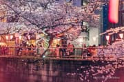 People enjoying nighttime cherry blossom illumination