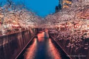 Meguro River illumination event scene