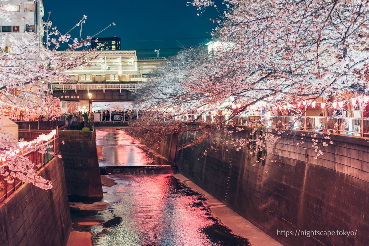 中目黑站与夜樱灯光
