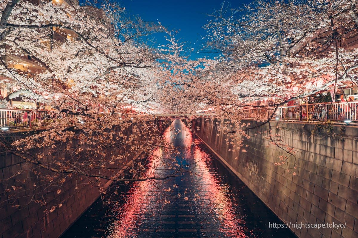 夜樱灯光倒映在目黑川水面的景象