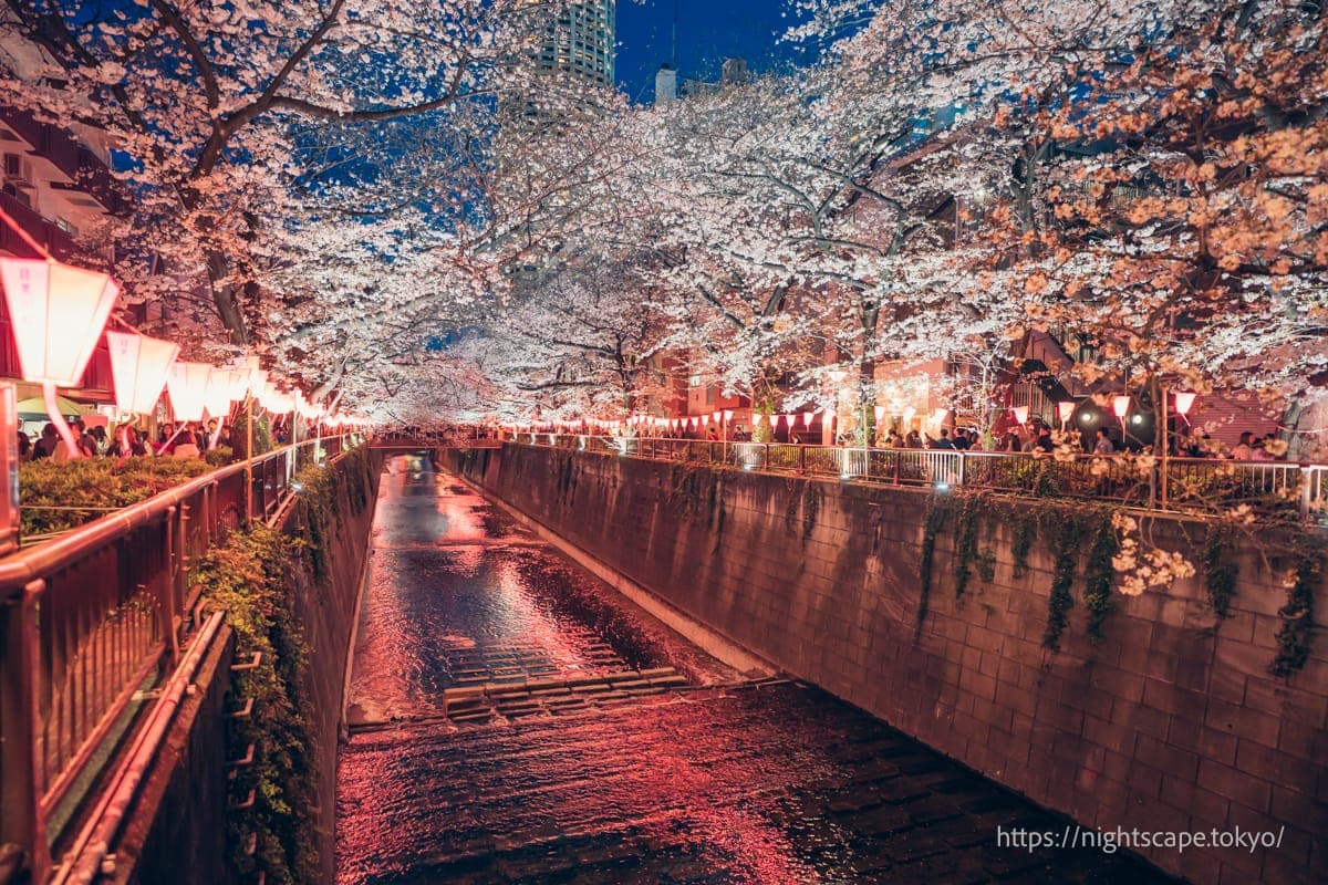 夜樱灯光映照美丽的目黑川