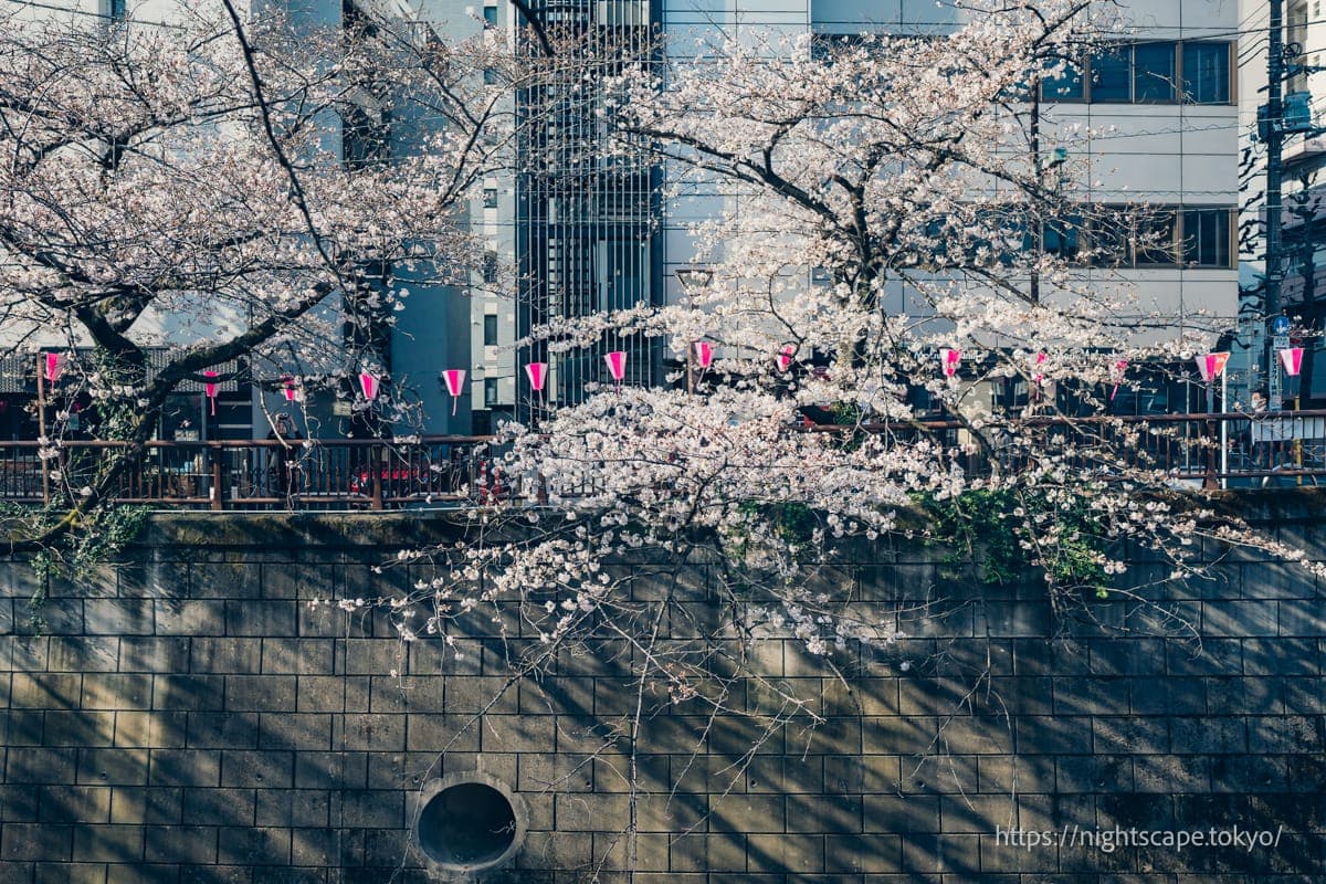 清晨时分的目黑川景象