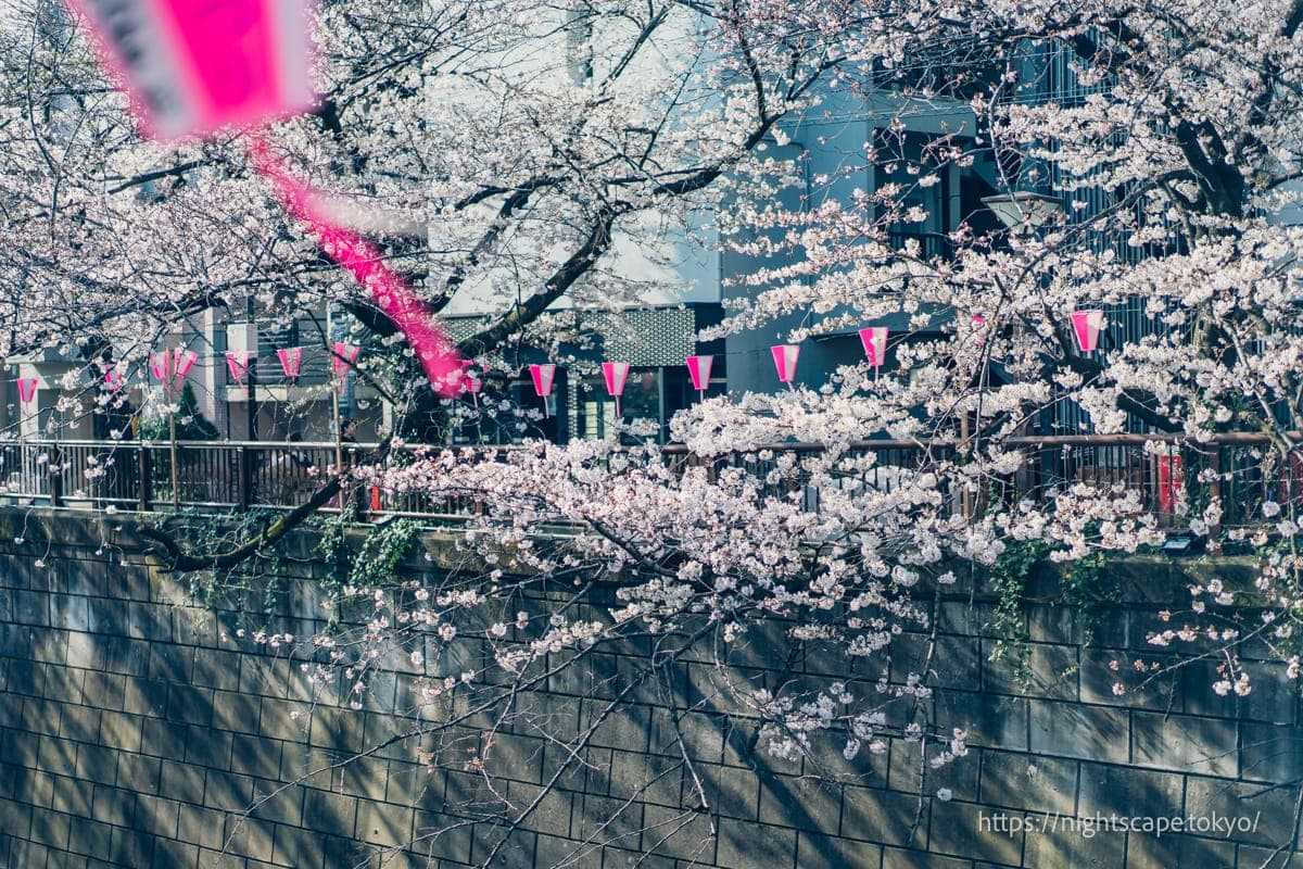 清晨时分的目黑川景象