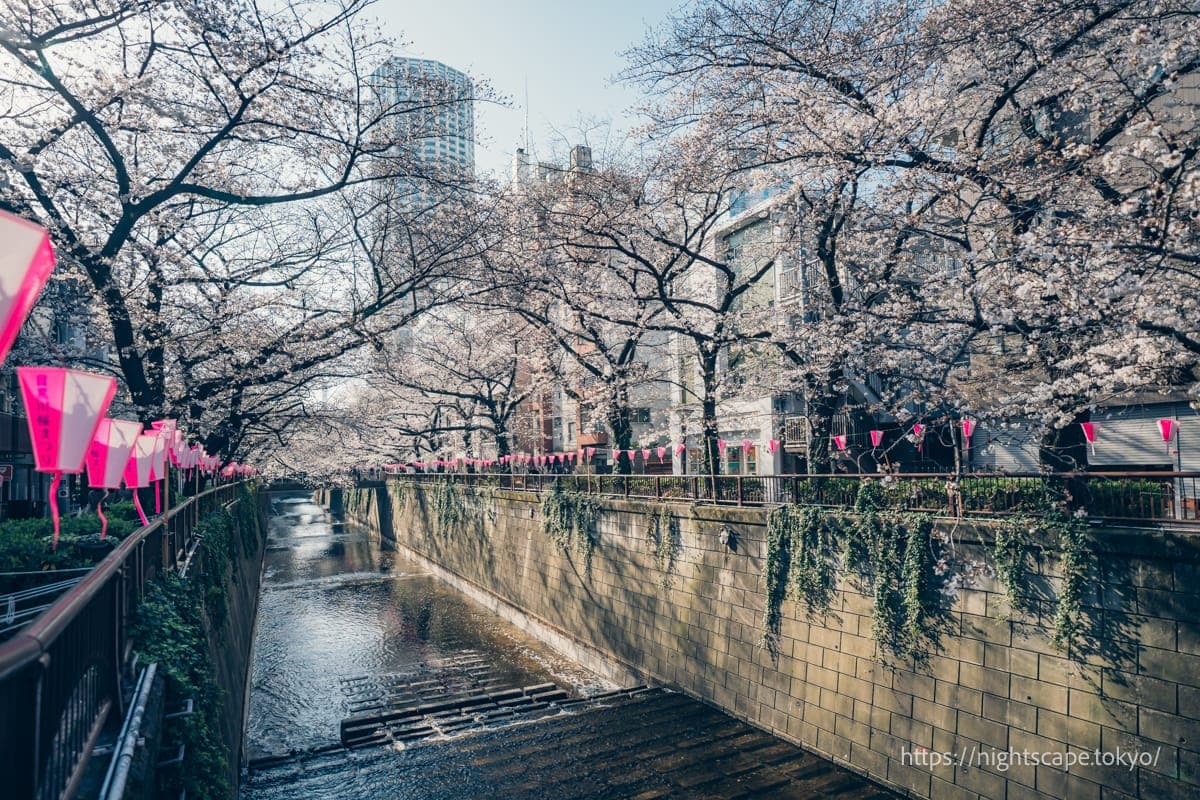 中目黑阿特拉斯塔与樱花