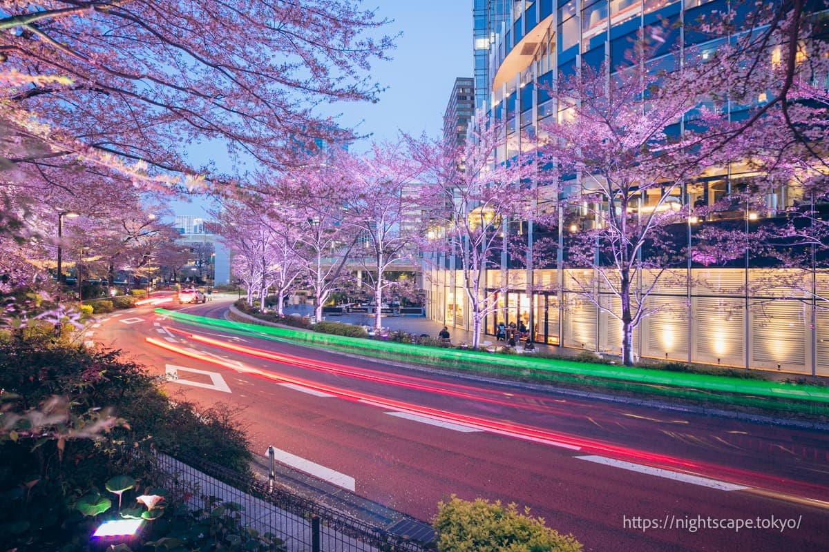 驶过灯光秀樱花大道的车辆