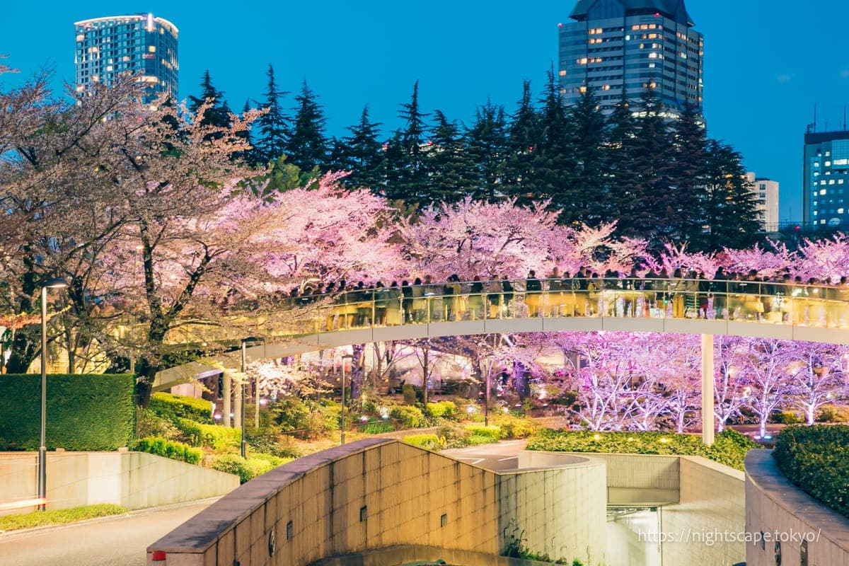 观赏灯光秀樱花的人们