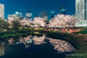 Night cherry blossom illumination reflected in Mohri Pond