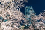 Night cherry blossoms and Mori Tower viewed from Mohri Garden