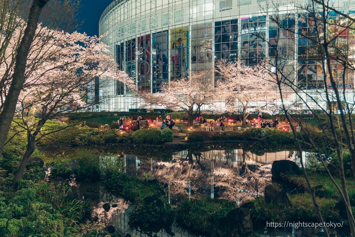 毛利池中倒映的夜樱灯光秀