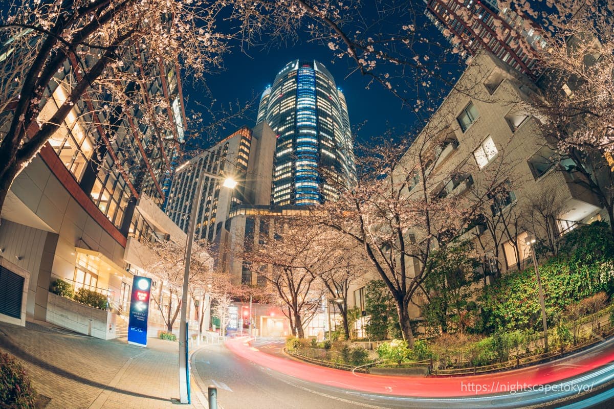 六本木之丘與夜櫻點燈