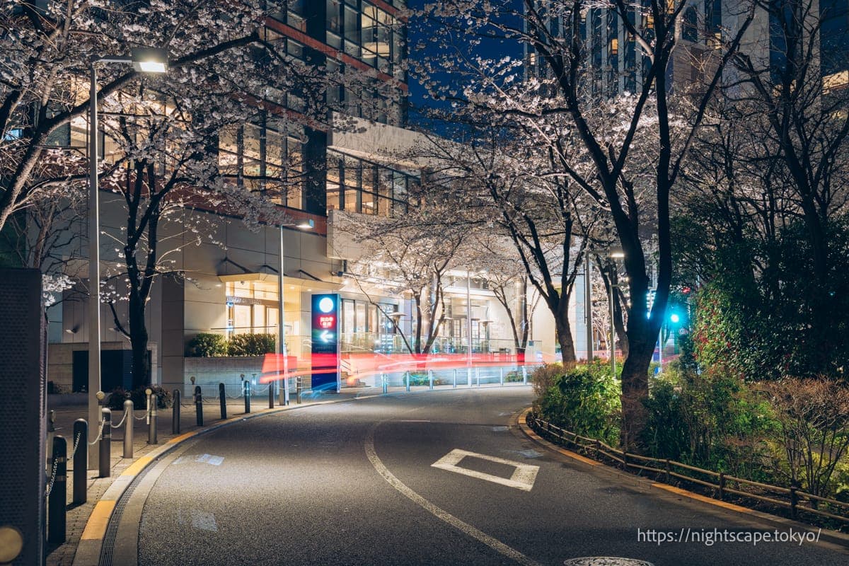 六本木樱花坂的夜樱灯光秀