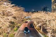 Cars passing along Sakura Street