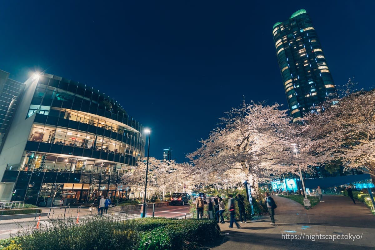 樱花大道人行天桥上往来的人们