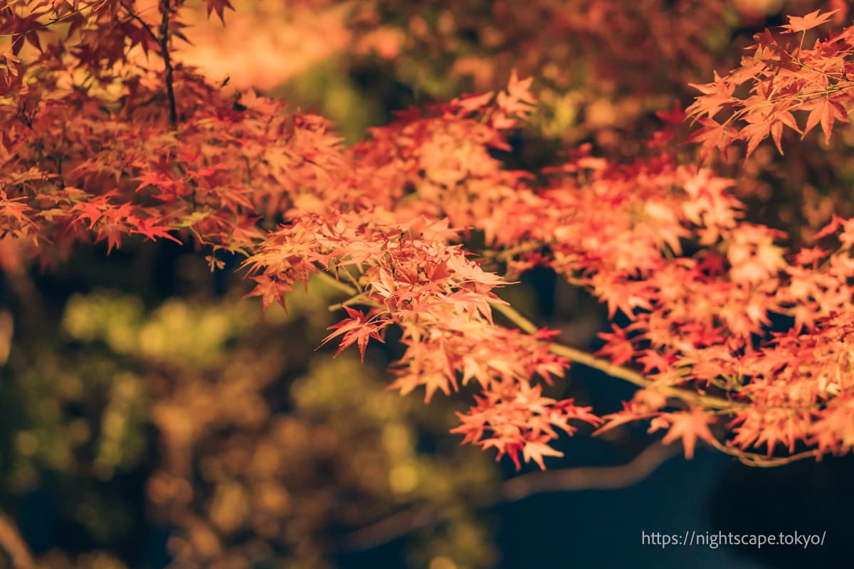 灯光照射下的红叶