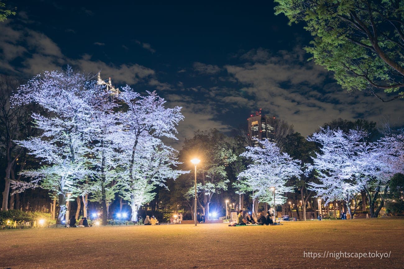 夜櫻點燈的景象