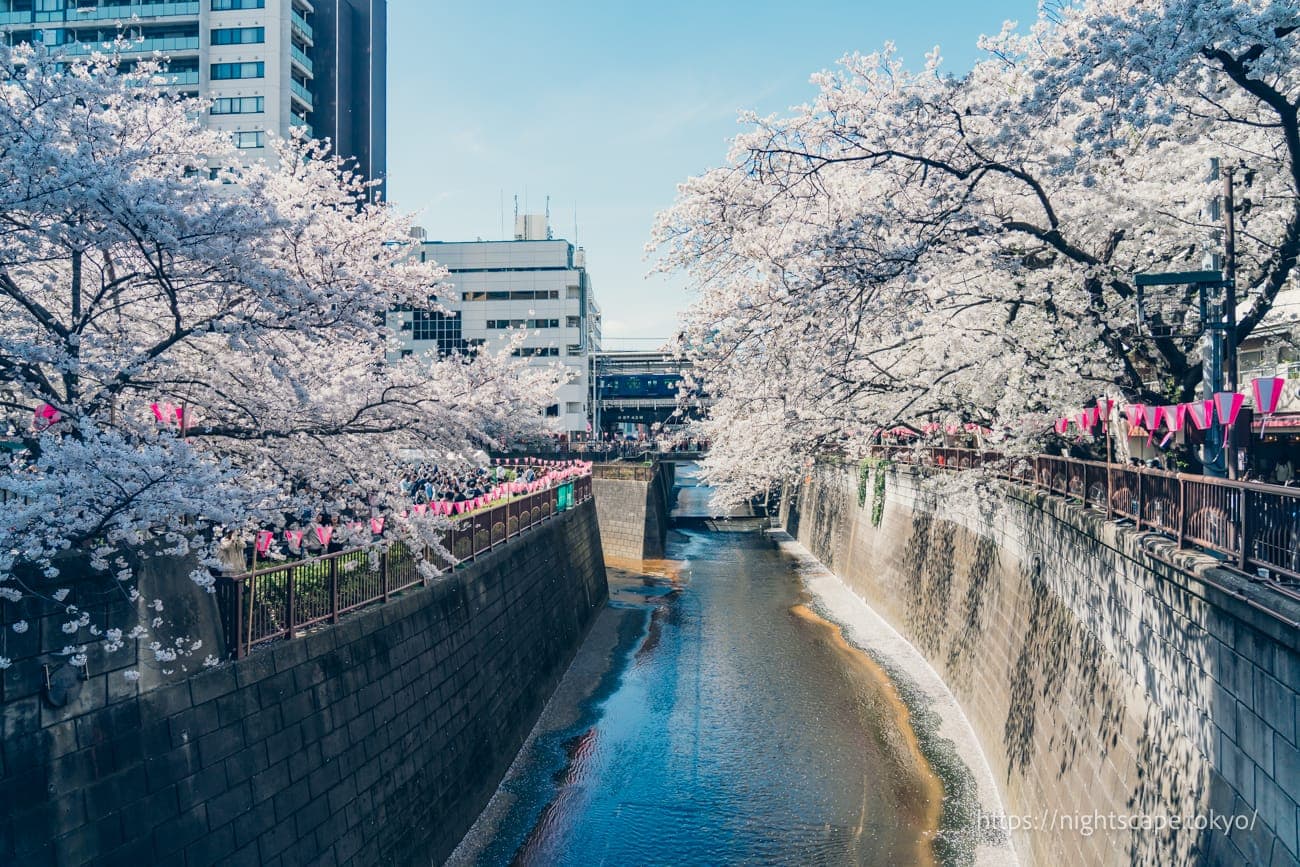 目黑川周边盛开的满樱