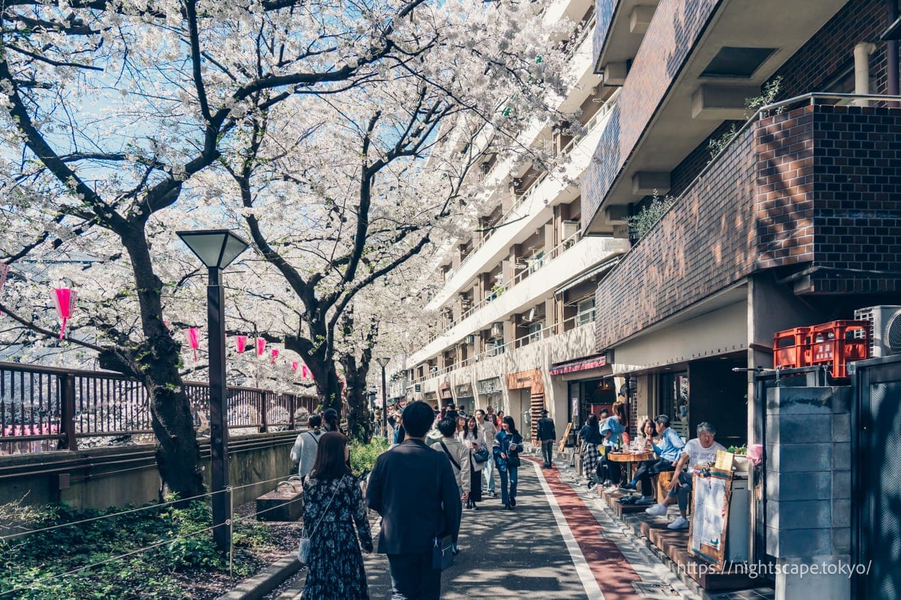 樱花盛开的目黑川步道