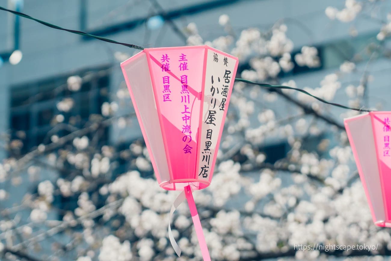 中目黑樱花节的纸灯笼