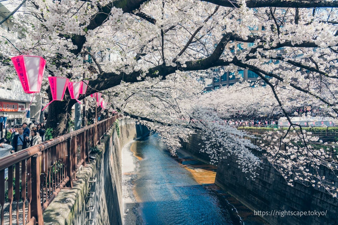 目黑川周边盛开的满樱