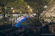 Otonashi Water Park Spring Illumination 2025 night view Image 3