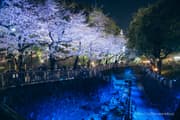 Otonashi Water Park Spring Illumination 2025 night view Image 1