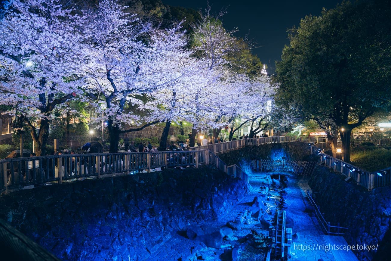 音無親水公園 春季點燈 2025夜景