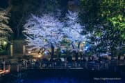 Otonashi Water Park Spring Illumination 2025 night view Image 2