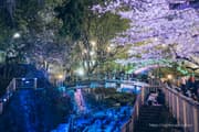 Otonashi Water Park Spring Illumination 2025 night view Image 4