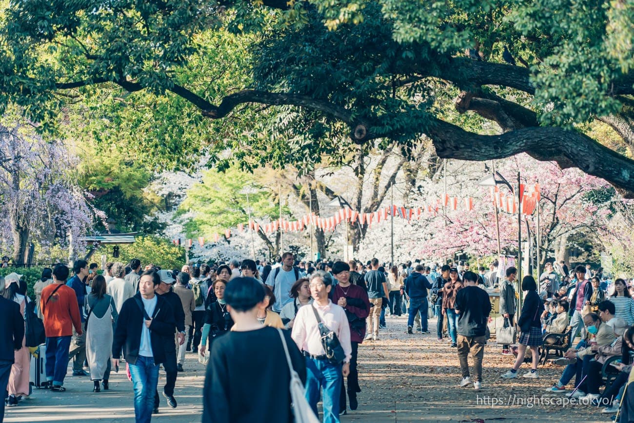 上野公园盛开的樱花