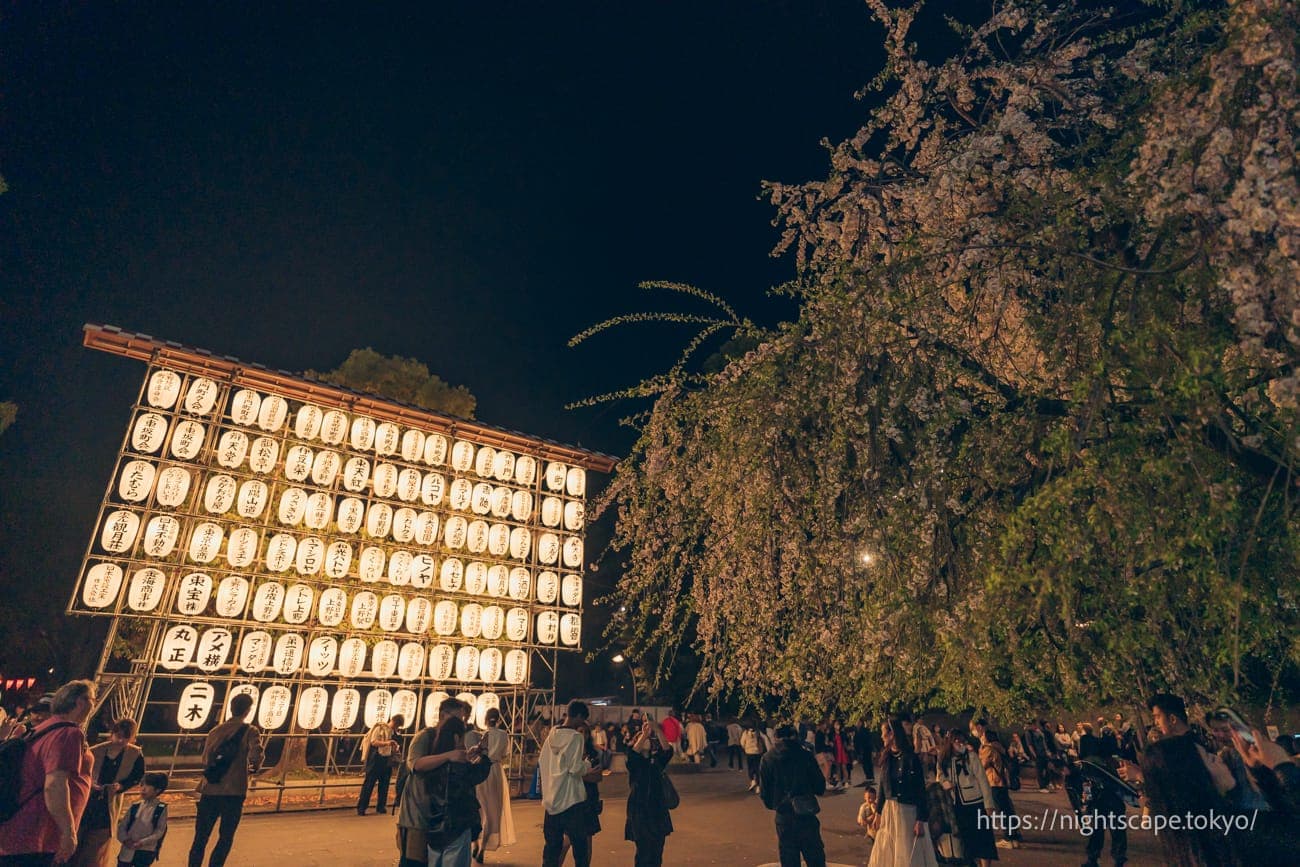 上野公园入口的垂枝樱