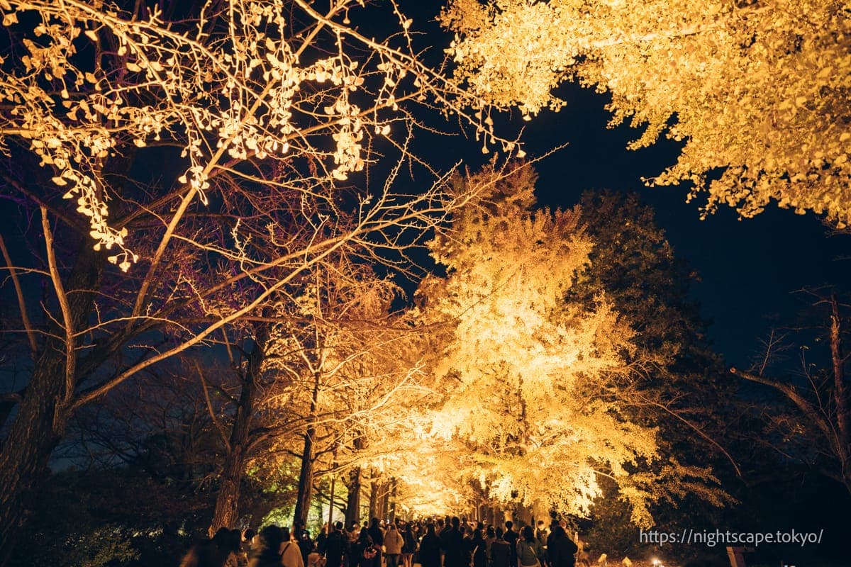 灯光照射的片平银杏林道