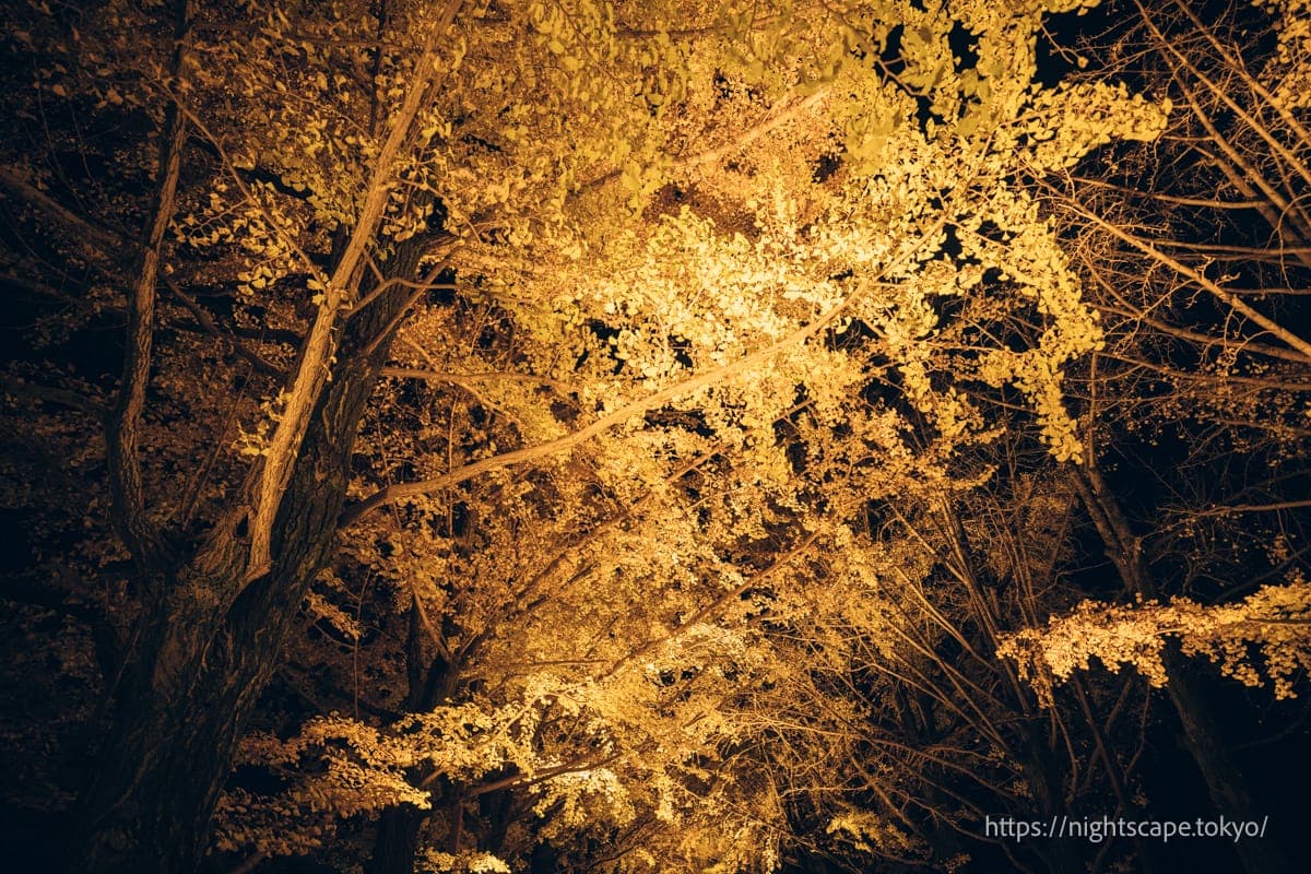 灯光照射的银杏