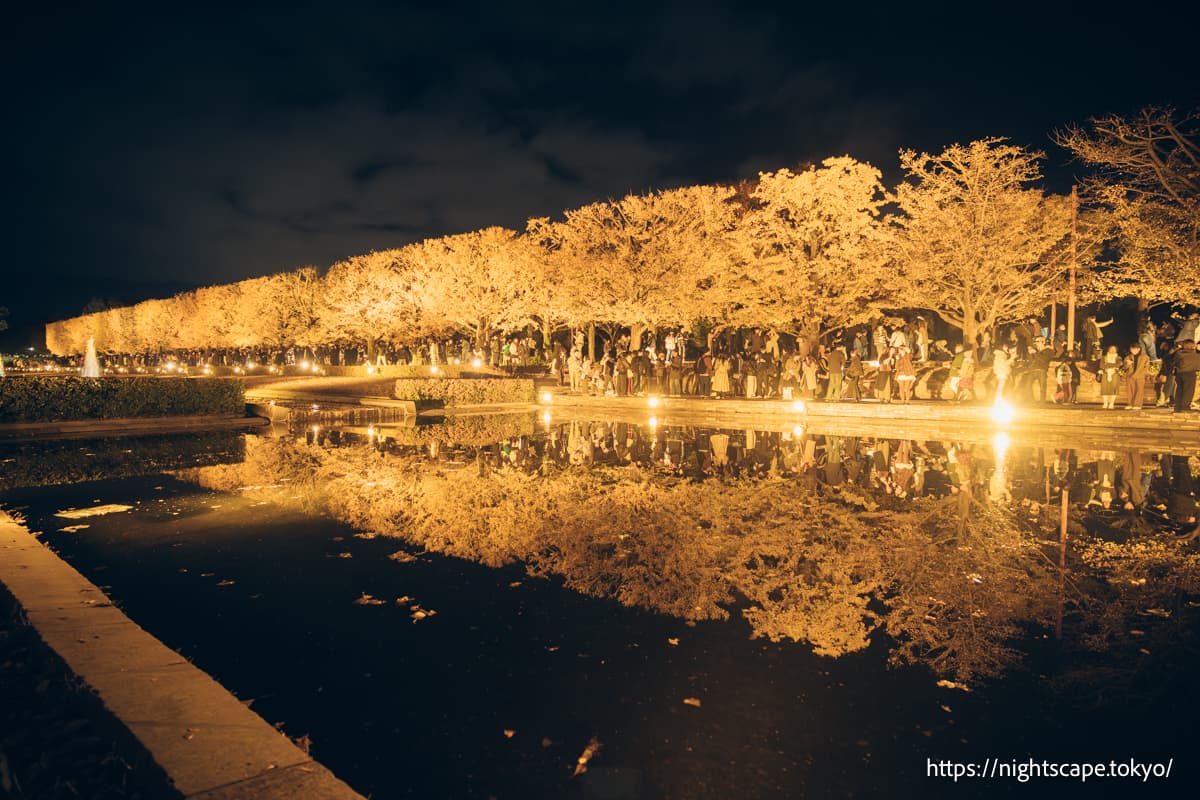 黄叶景点「运河」的夜景