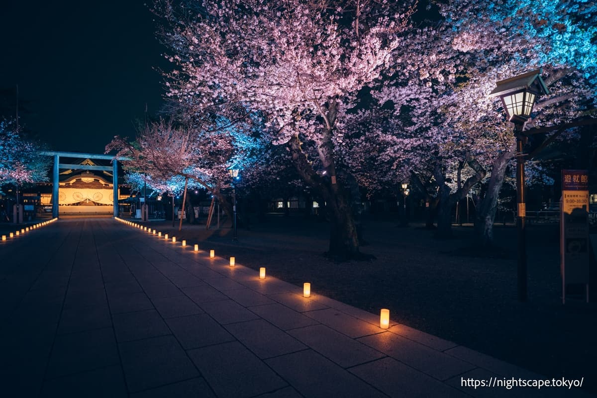 社殿與櫻花點燈的景象