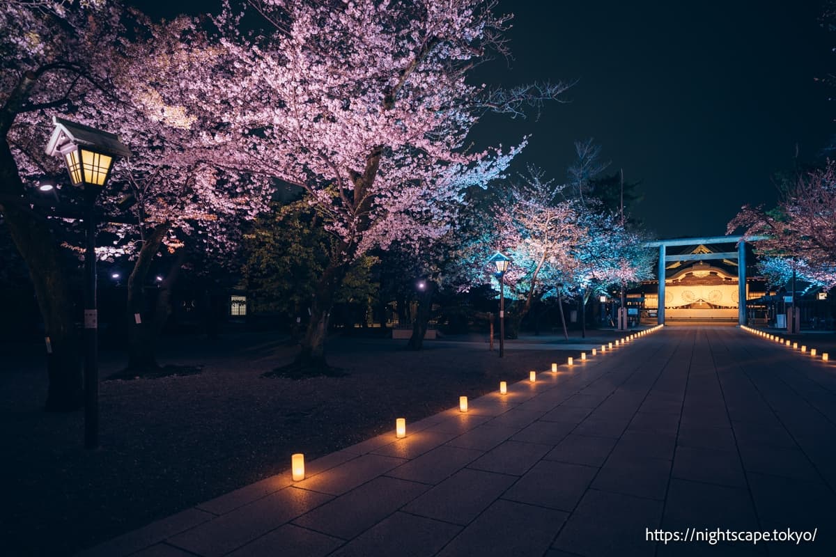 社殿與櫻花點燈的景象